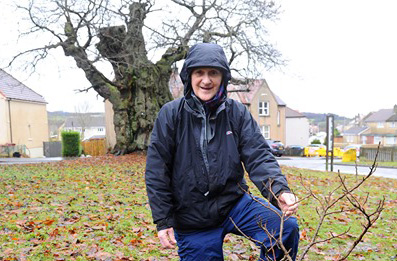 Sweet Chestnut Sappling